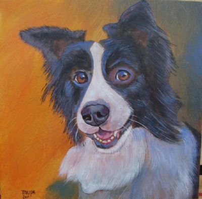 border collie